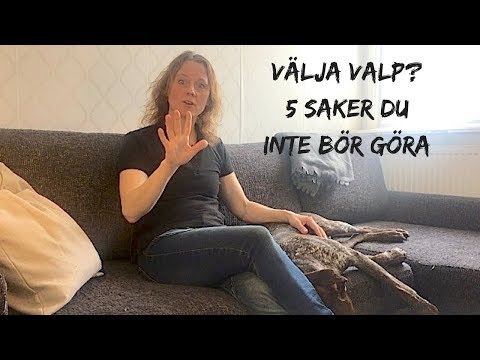 Video: Hur Mycket Kostar En Husky Valp