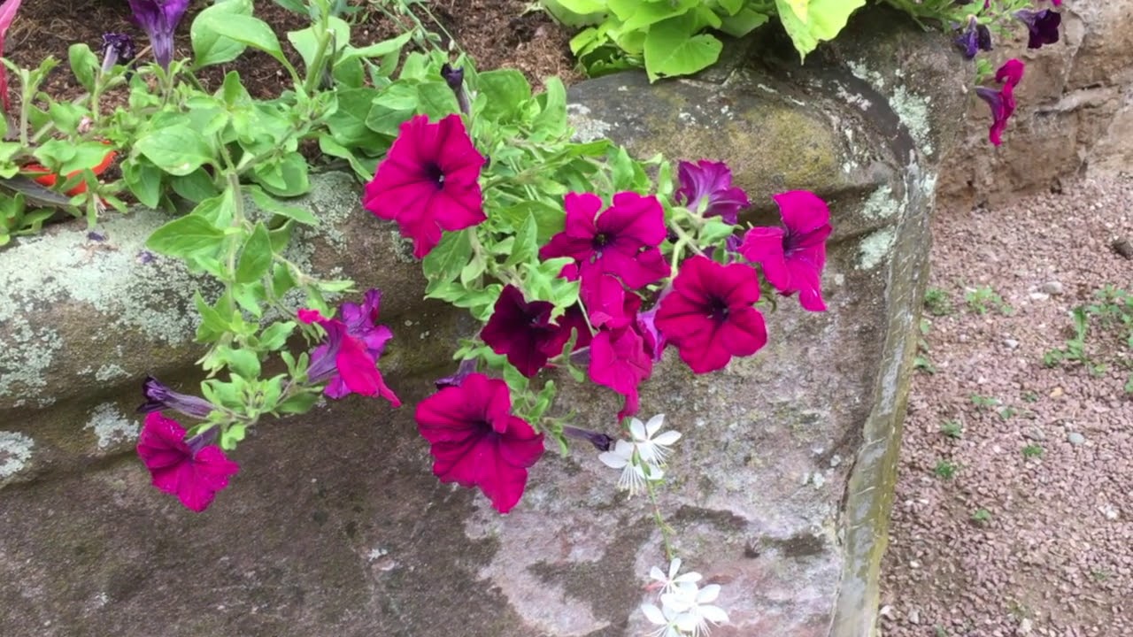 Basket of Flowers - Original song (Collab. with Tom Simanek and Roland Keunings)