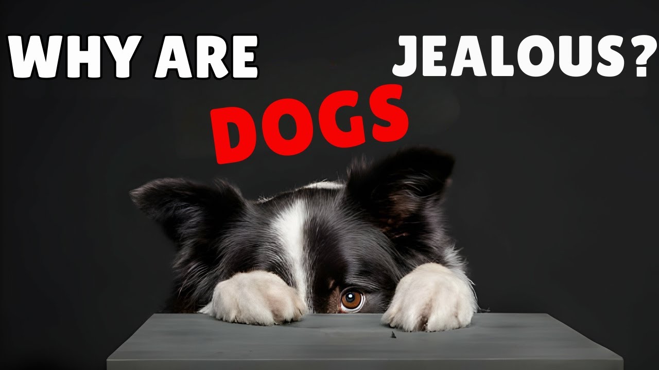 Fresh Look at Is Your Dog Jealous How To Recognize And Manage Canine