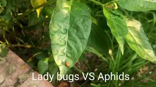 Lady bugs VS Aphids (Fight) 2018