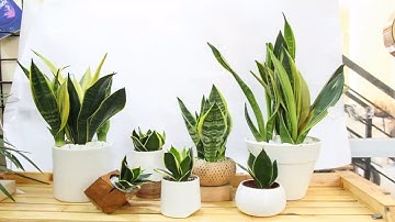 Cây Lưỡi Hổ - Ý Nghĩa Phong Thủy Và Cách Chăm Sóc