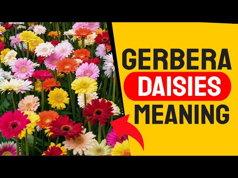 Video: Co znamená květ gerbery?