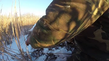 Checking muskrat traps part 3