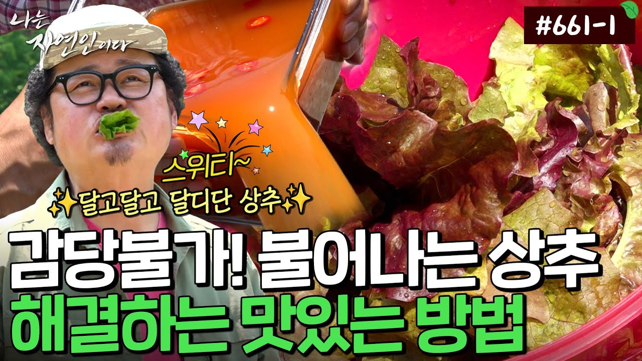 자가 증식(?)하는 상추 때문에 한계에 다다른 자연인! 과연 맛있는 상추 처리법은?!｜자연인 다시보기 661-1