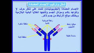 3 - المناعة في الانسان   الاجسام المضادة