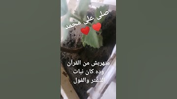 متهرنش من القرآن الكريم و ده كان نبات الذعتر والفول