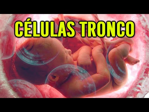 Vídeo: Diferença Entre Células-tronco E Células Diferenciadas