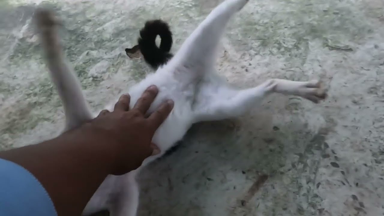 Cats Sitting On The Floor 