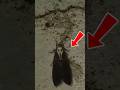 Death's-Head Hawkmoth Has a Devil Face?! 😱 #Shorts #CreepyNature #ScaryInsects