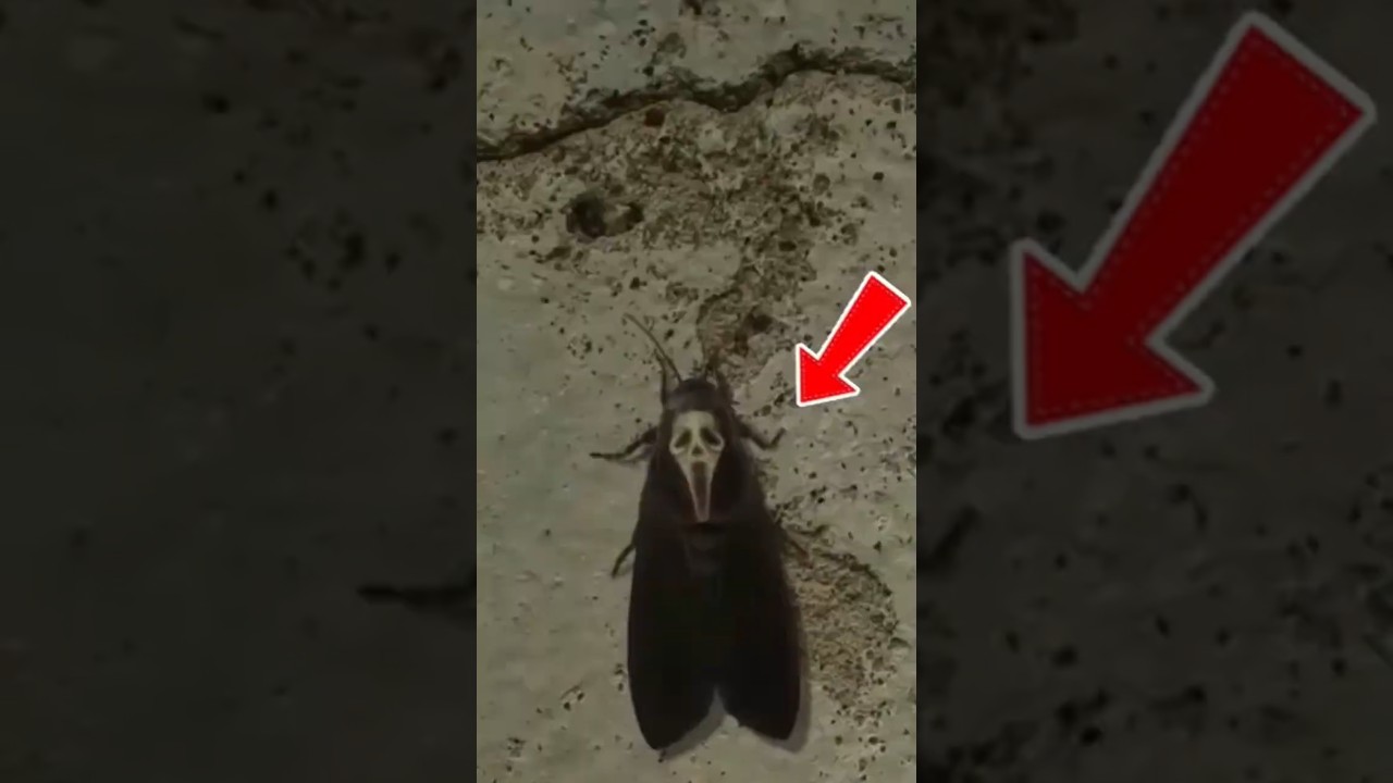 Death's-Head Hawkmoth Has a Devil Face?! 😱 #Shorts #CreepyNature #ScaryInsects