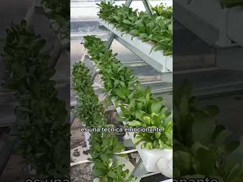 Vídeo: Com cultivar escalunyes: 10 passos (amb imatges)