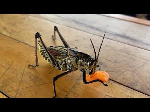 GIANT Grasshopper eats 🥕 Carrot Bucksport Bar and Grille Myrtle Beach