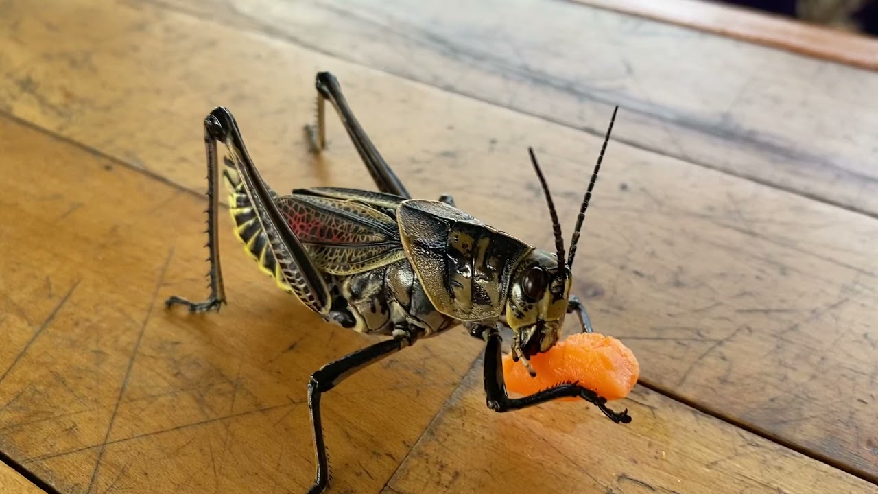 GIANT eats 🥕 Carrot YouTube