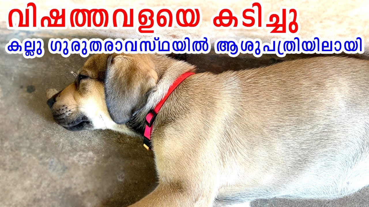 😕കല്ലു ഗുരുതരാവസ്ഥയിൽ ആശുപത്രിയിലായി : Poisonous frog/insect contact ...