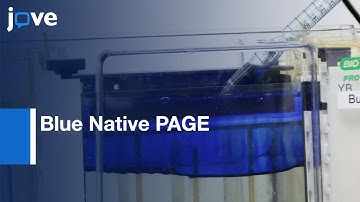 Blue Native PAGE for Analysis of Respiratory Chain Supercomplexes | Protocol Preview