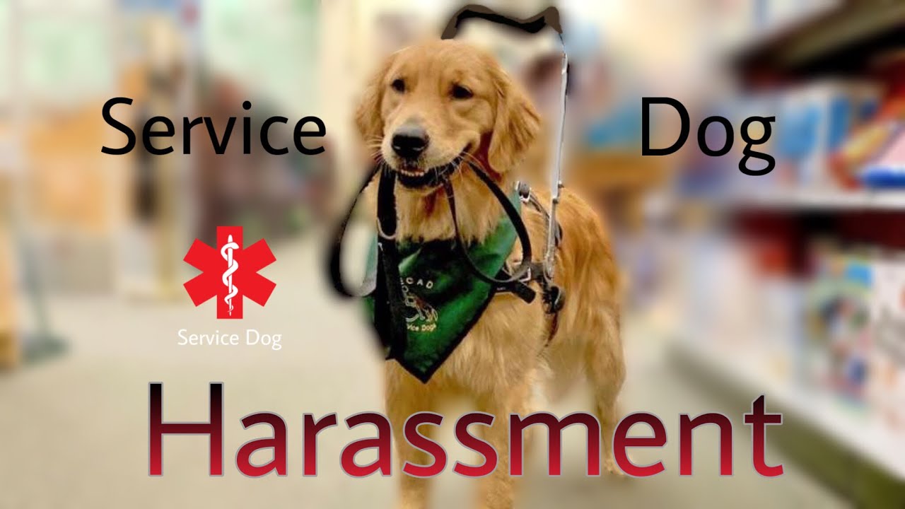 Service Dog Harassment Compilation.