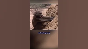 لن تصدق ذكاء هذا الرجل في العثور على الماء في الصحراء Shorts 