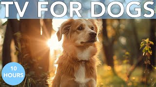 Dog TV: HOURS of Relaxing and Entertaining Videos for Bored Dogs!