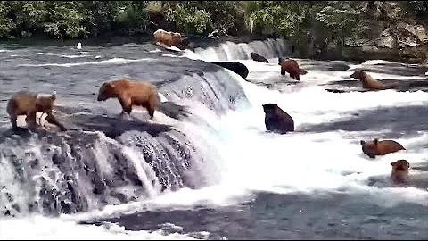 8 Jul 2022: 306 Makes a Lip Catch (explore.org)
