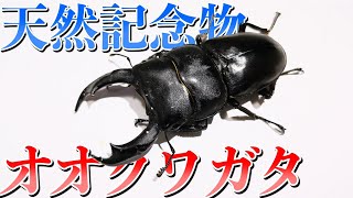 オオクワガタ［ロケテスト］ We have started breeding giant stag beetles, which are