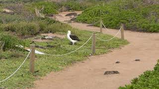 Oahu 2017 Albatrosses