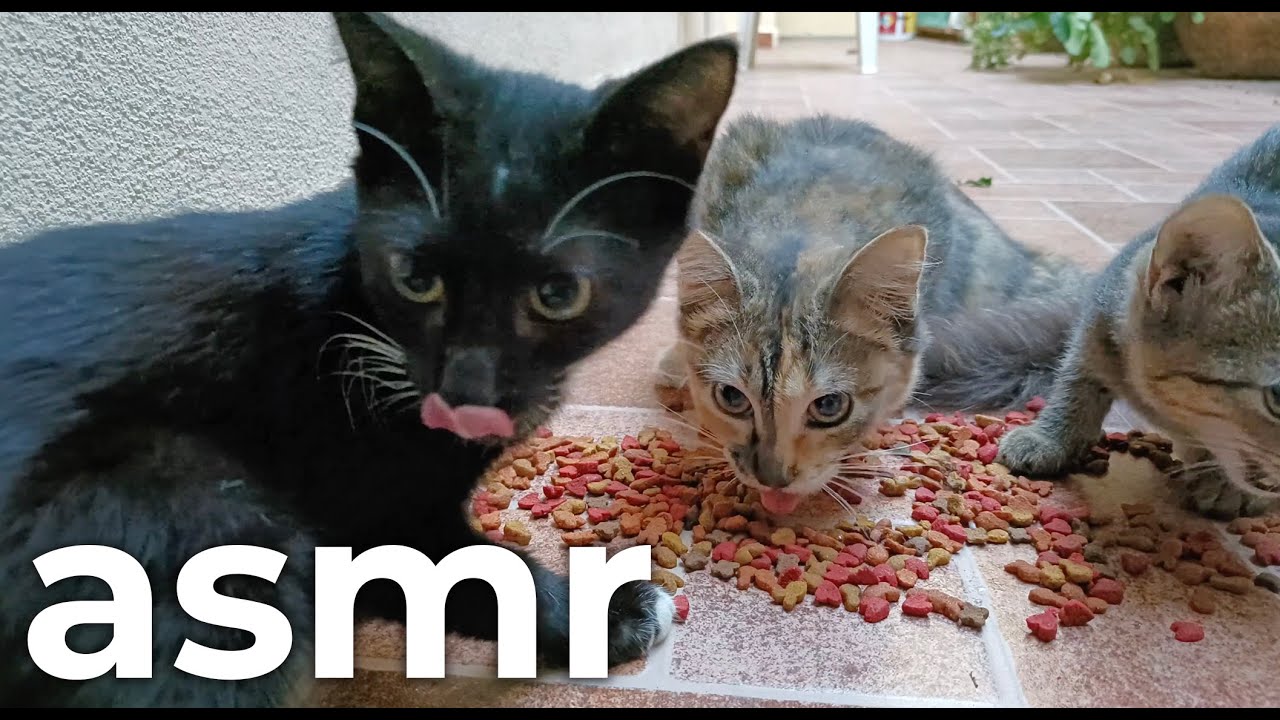 Hermosos gatos comiendo croquetas ASMR