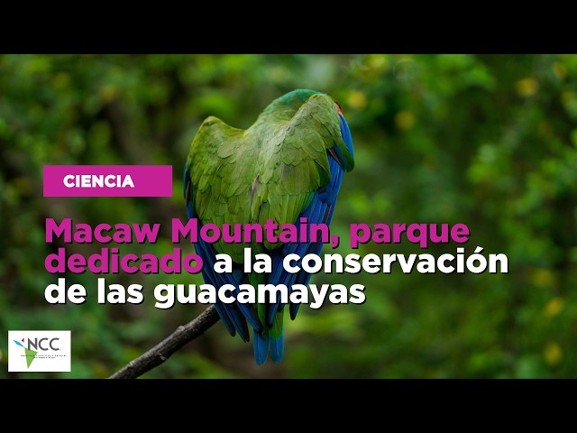 Macaw Mountain, parque dedicado a la conservación de las guacamayas