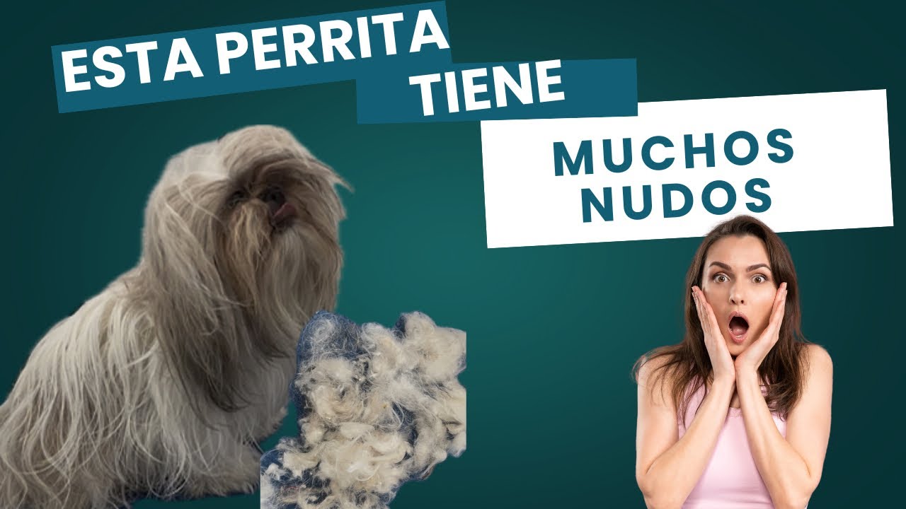 COMO QUITAR LOS NUDOS A LOS SHIH TZU - YouTube