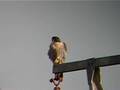 HALCON PEREGRINO (FALCO PEREGRINUS) EN LA ARENILLA
