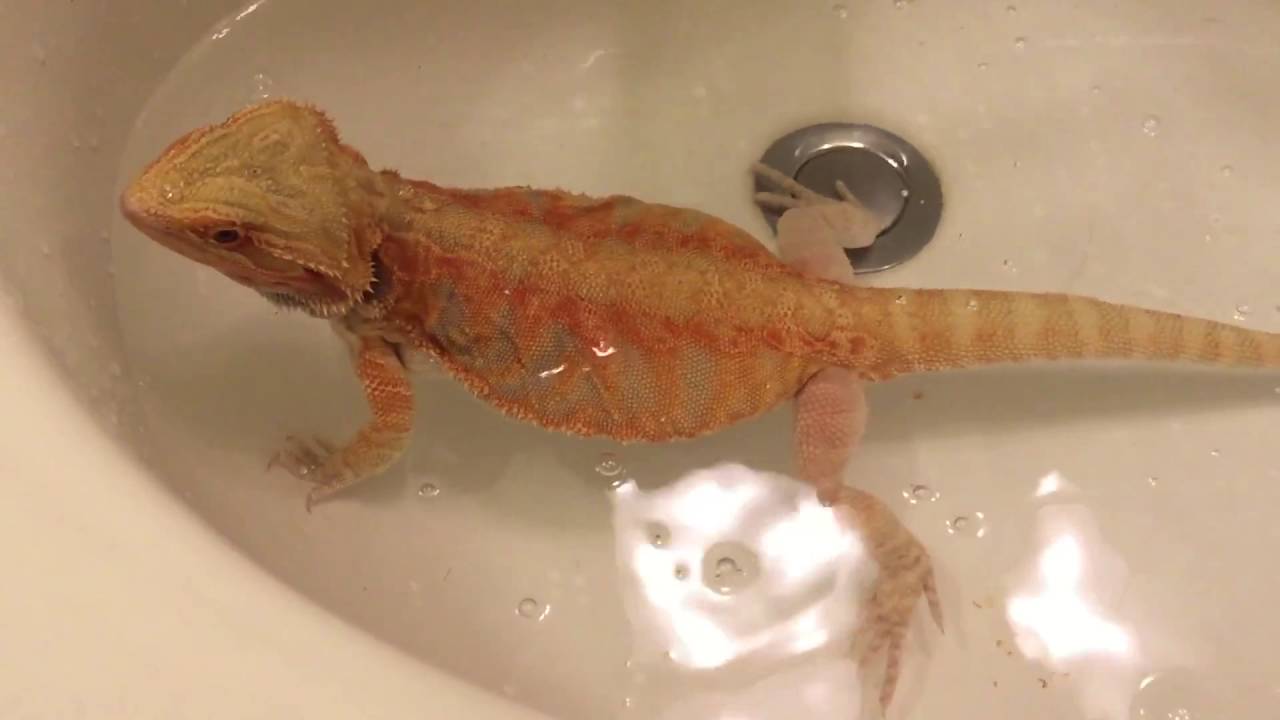 Impacted Bearded Dragon How To Help 2016 YouTube impacted-bearded-dragon-how-to-help-2016-youtube