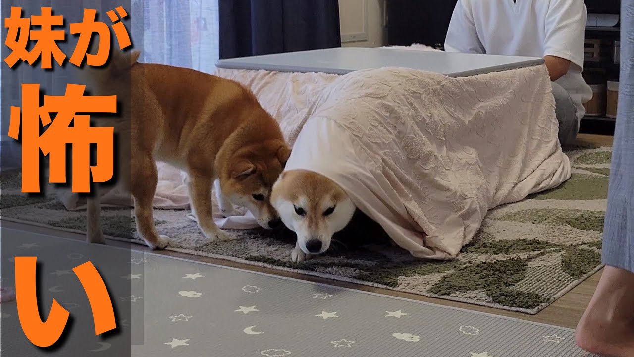 怒る柴犬❗️（夏仕様） This Shiba Inu is merciless and angry at anyone who gets in the