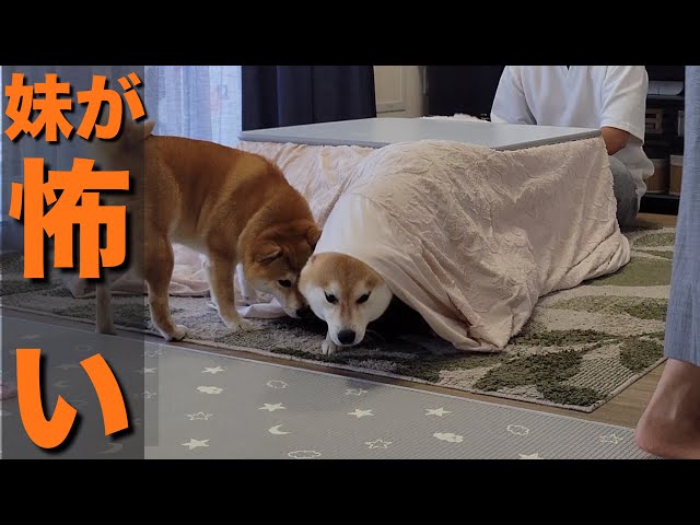 This Shiba Inu is merciless and angry at anyone who gets in the