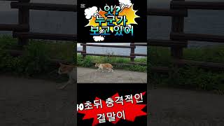 올레길 걷는 고양이 #제주도한달살이