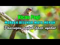 suara burung merbah belukar mata merah untuk pancingan yang paling ampuh