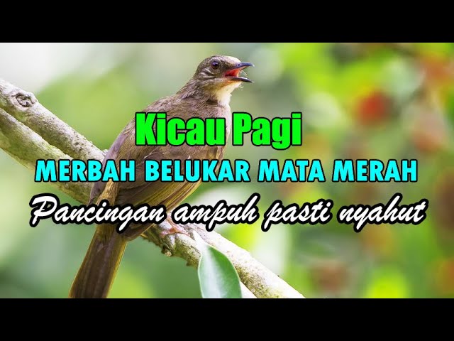 suara burung merbah belukar mata merah untuk pancingan yang paling ampuh class=