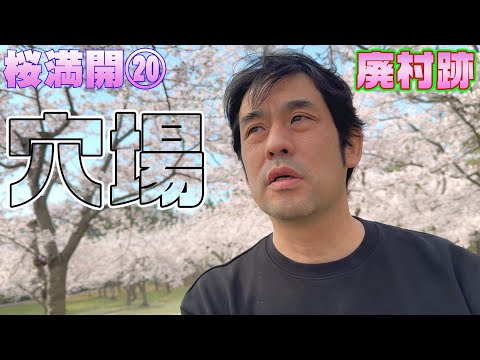 桜満開20　穴場の超絶桜スポット【4月26日】青森