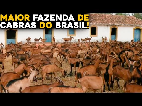 Vídeo: Eu trabalho com animais: minha vida em uma fazenda de cabras