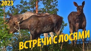 #13 Все мои встречи с лосями | Походные животные  | Поход 2023