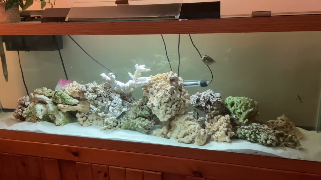 Adding 3 Chromis Saltwater fish to the 125 gallon!!!