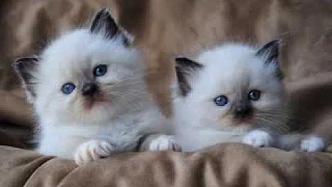 Video 141131: semi longhair cat, blue cat breed, colorpoint cat, cat blue eyes