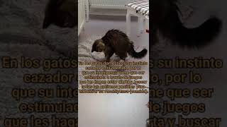 ✔️Aprende a estimular los instintos de tu gato🐱 video #short