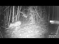 Rabipelado, Didelphis marsupialis recolectando y transportando hojas con la ayuda de la cola prensil