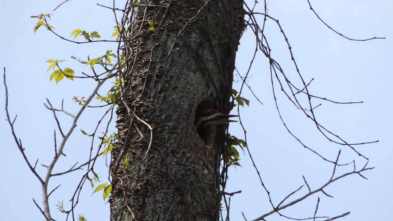 Pileated Woodpecker Town Creek Park Auburn AL YouTube
