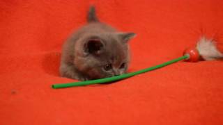 Котята для Вас! Предлагаем: элитные плюшевые шотландские котята голубого окраса. Котята для Вас! Предлагаем: элитные плюшевые шотландские котята голубого окраса.