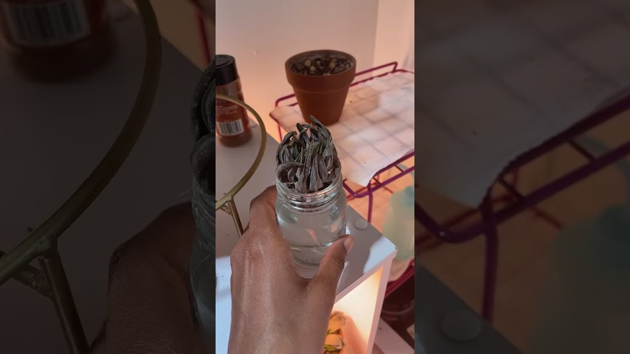 What I Do When My Succulent Is Just Not Opening Up Thirsty Boy what-i-do-when-my-succulent-is-just-not-opening-up-thirsty-boy