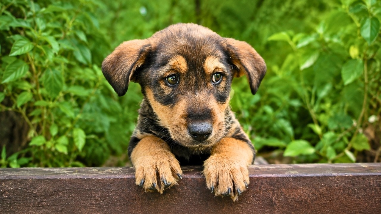 We Rescued a Puppy in the Woods - YouTube