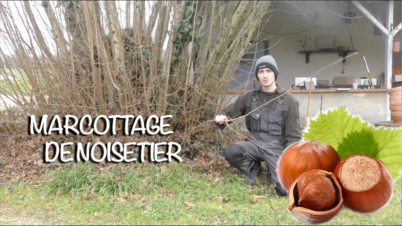 MULTIPLIER DES NOISETIERS