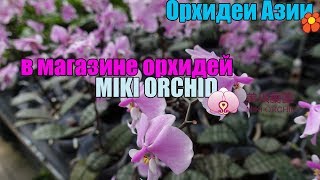 :    Miki Orchid  