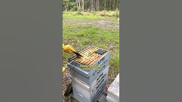 How to protect Bee Hives from Small Hive Beetle in Australia
