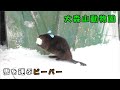 【大森山動物園】 雪を運ぶビーバー